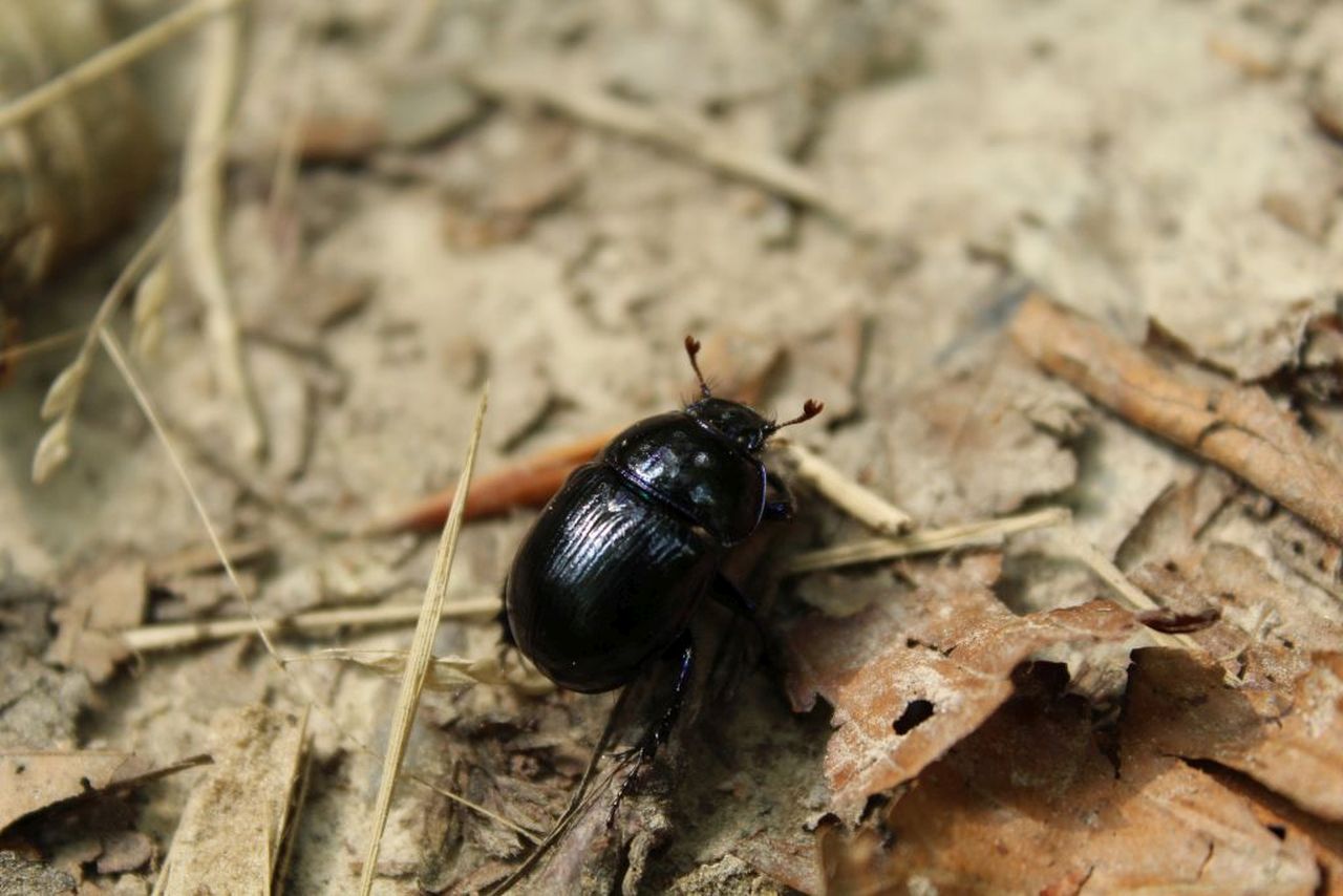 Rendez-vous créatif Incroyables petites bêtes Carrefour de l'embranchement Montfiquet 2026-04-22