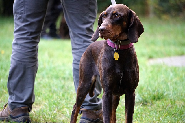 Repas de chasse de la société de chasse (ACCA) d'Eynesse Salle des fêtes Eynesse 2026-03-29