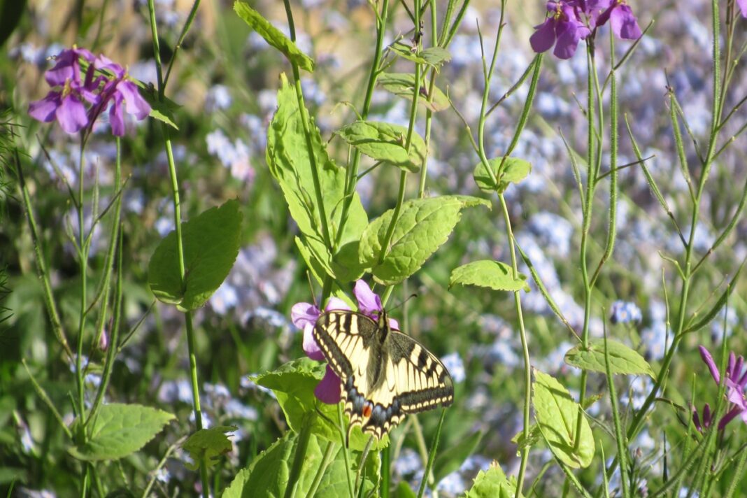 Se vois jusqu’au cœur, RDV aux Jardins Jardin Fauves Vayres