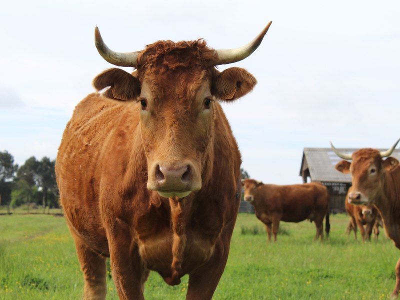 SEMAINE DE LA BIODIVERSITÉ Balade transhumance et repas à la ferme des prairies de Pallard