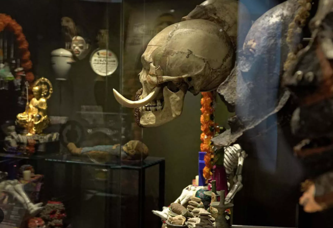 Semaine du Cerveau Révélations sur l’évolution du cerveau humain Route de Saint-Michel La Chapelle-aux-Saints 2026-03-20