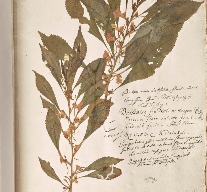 Séminaire CRIHAM  "Les herbiers annotés de Paul Herman" Faculté des Lettres et des Sciences Humaines Limoges