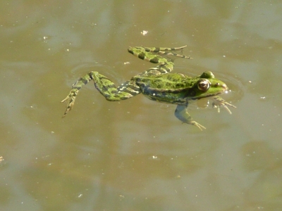SORTIE AMPHIBIENS ANIMÉE PAR DEMAIN LA TERRE  Saint-André-de-Sangonis 2026-04-17