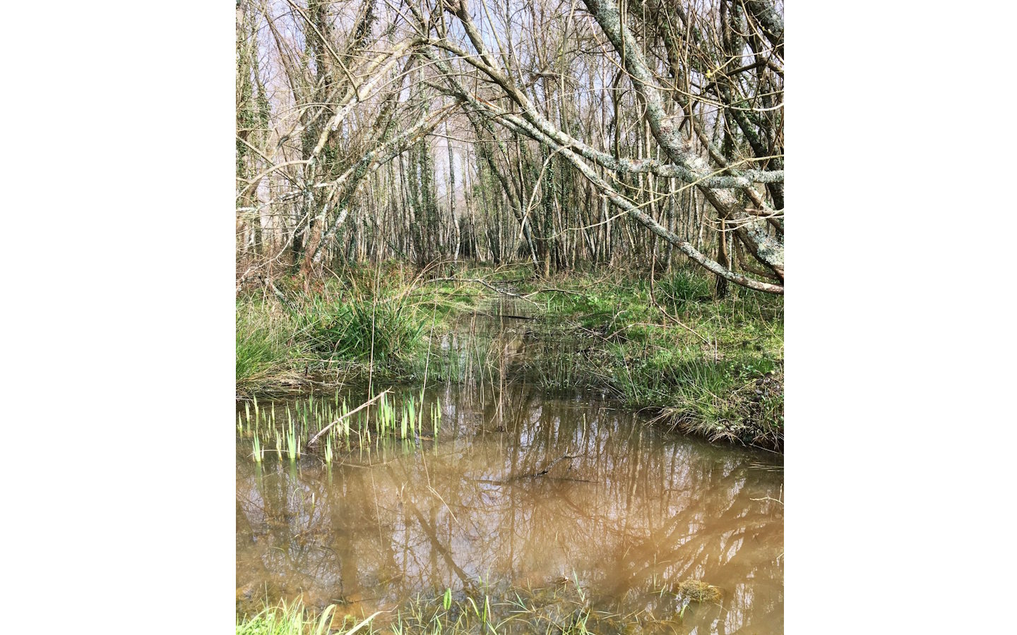 Sortie botanique exploration d’une aulnaie 31 Rue Gaëtan de Bernoville Saint-Jean-de-Luz 2026-04-08