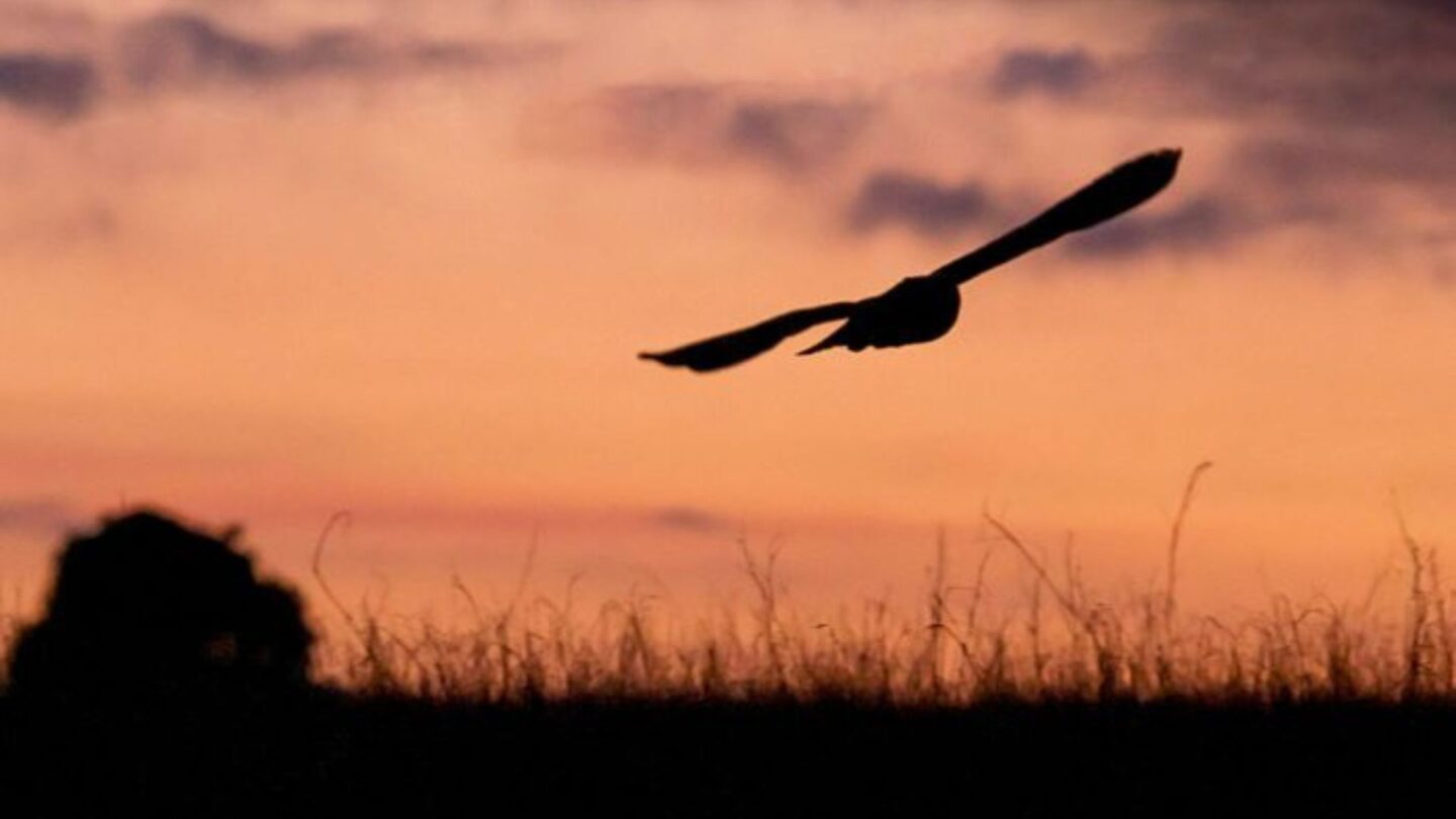 Sortie crépusculaire Saligue aux oiseaux Biron 2026-08-13