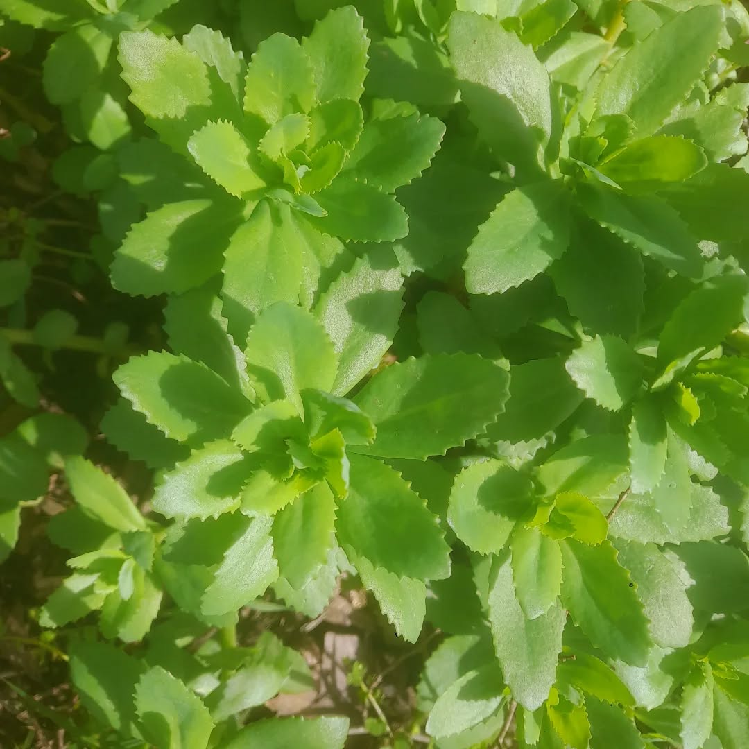 Sortie découvertes des plantes sauvages