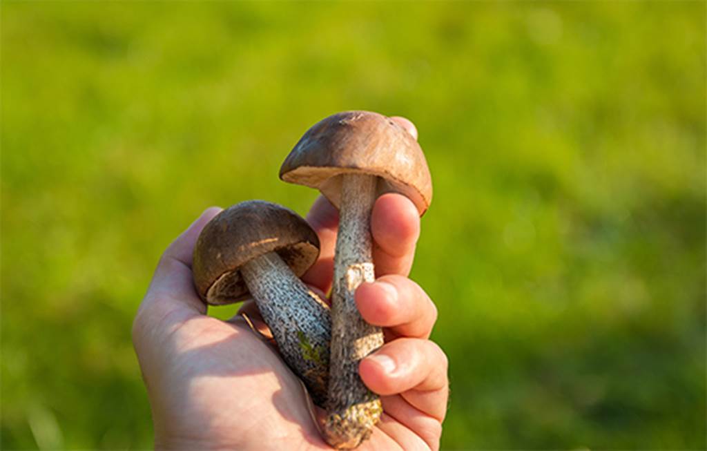 Sortie et conférence les champignons