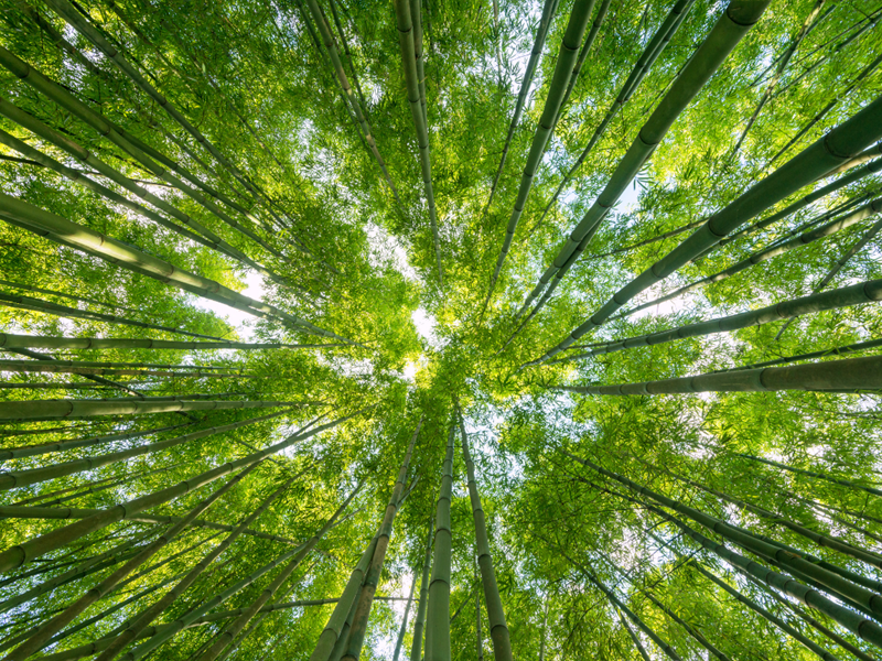 Sortie nature et bain de forêt Rue du hêtre Schweighouse-Thann 2026-05-23