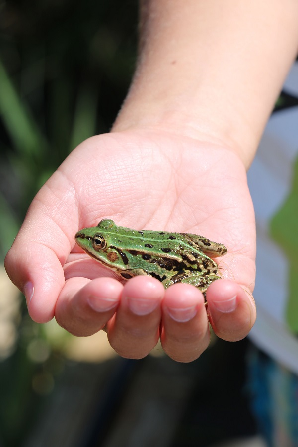 Sortie nature Grenouilles et Cie  Pirou