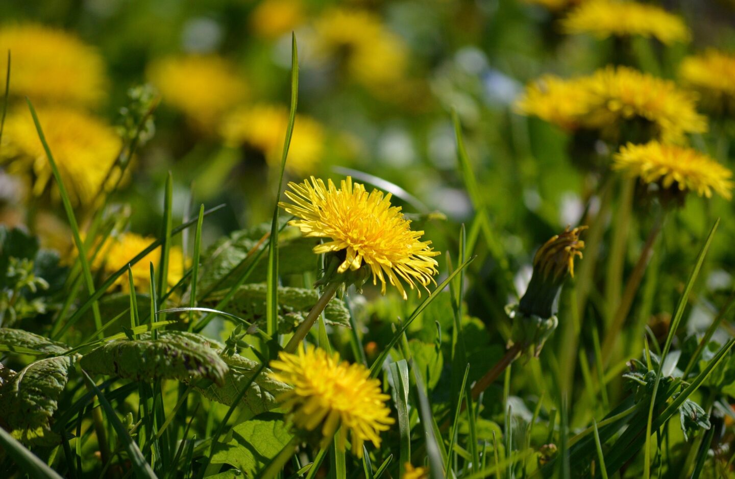 Sortie nature Histoire et usages des plantes ENS Vallée de la Masse Les Arques 2026-06-17