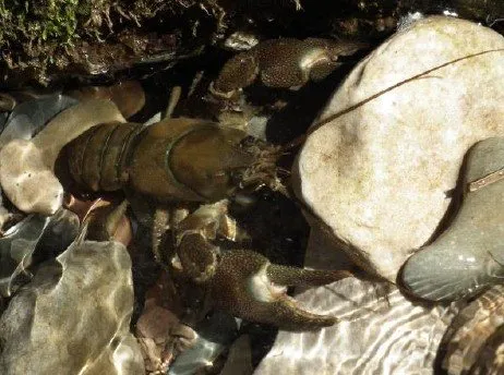 Sortie nature les habitants d'une rivière Camarès 2026-07-07