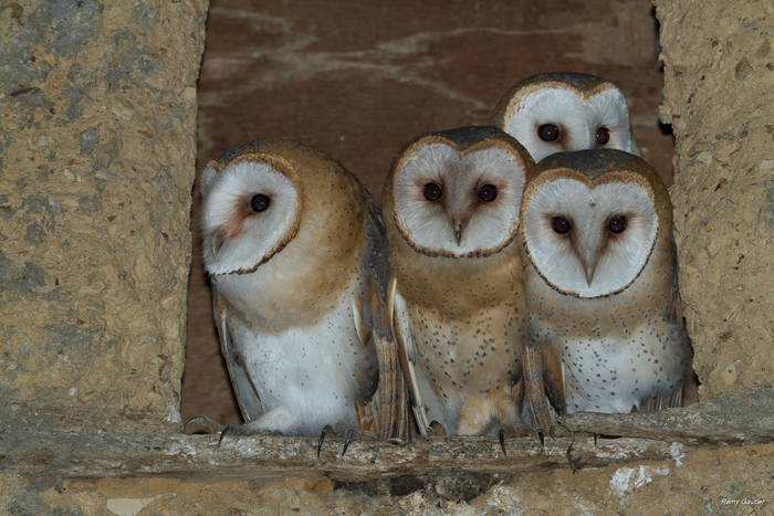 Souleuvre-en-Bocage/14 : Mystérieuses chouettes Maison de la Nature et de la Pierre sèche Souleuvre-en-Bocage