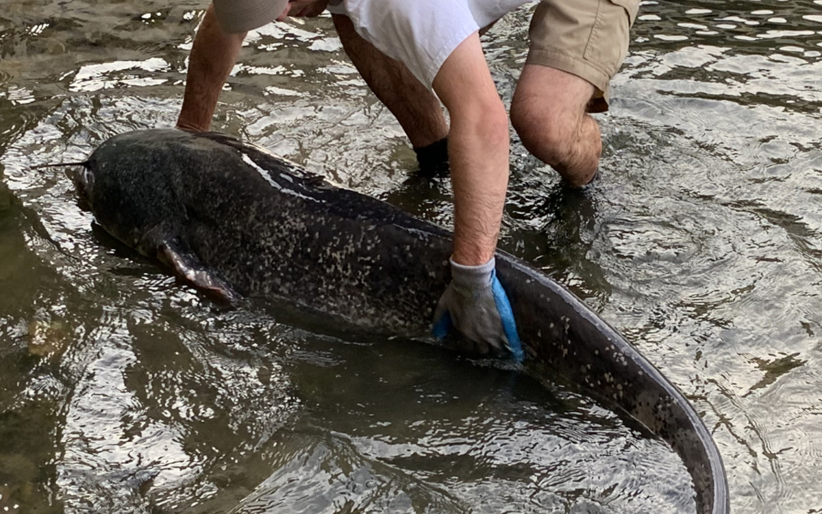Sous la Seine : l'incroyable vie aquatique parisienne Maison Paris Nature  Paris