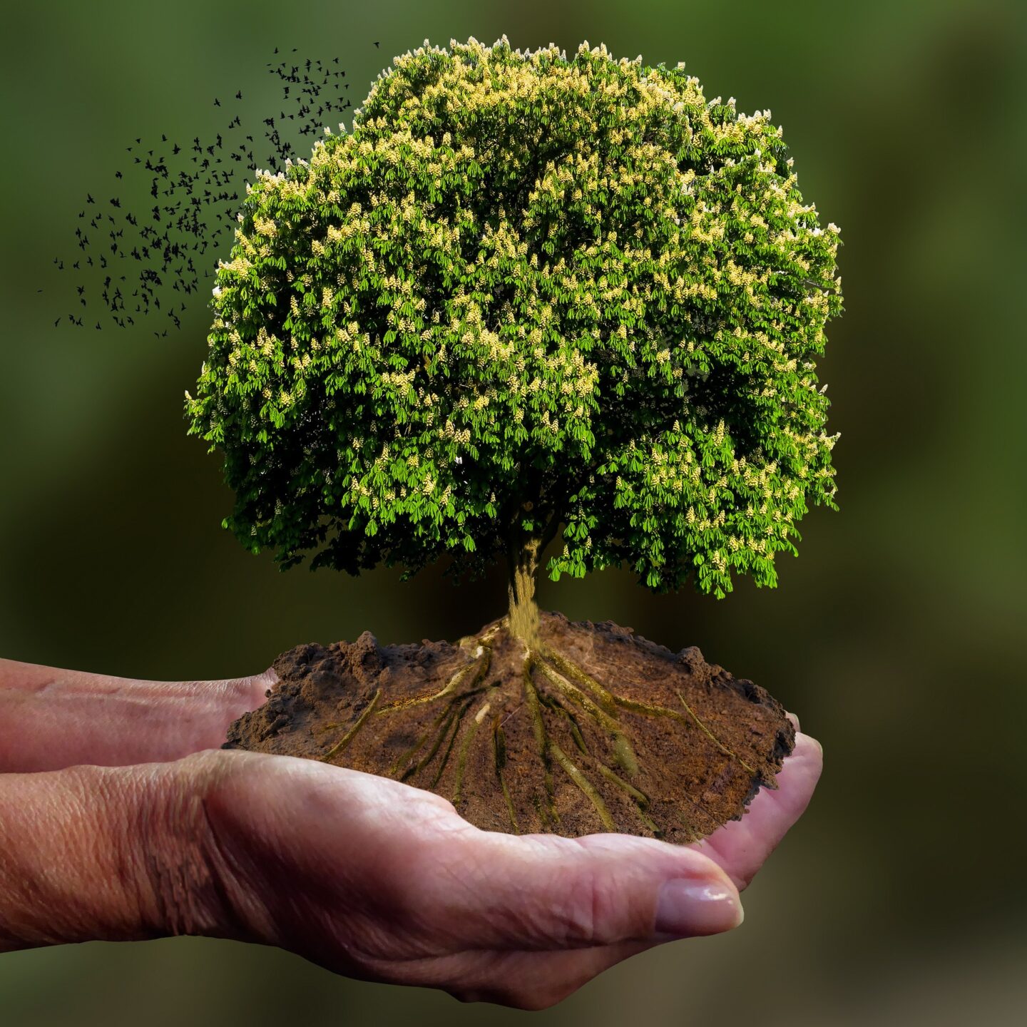 Stage d’initiation à la sylvothérapie Châteaux en fête Château Ecrin de lumière Campsegret 2026-05-02