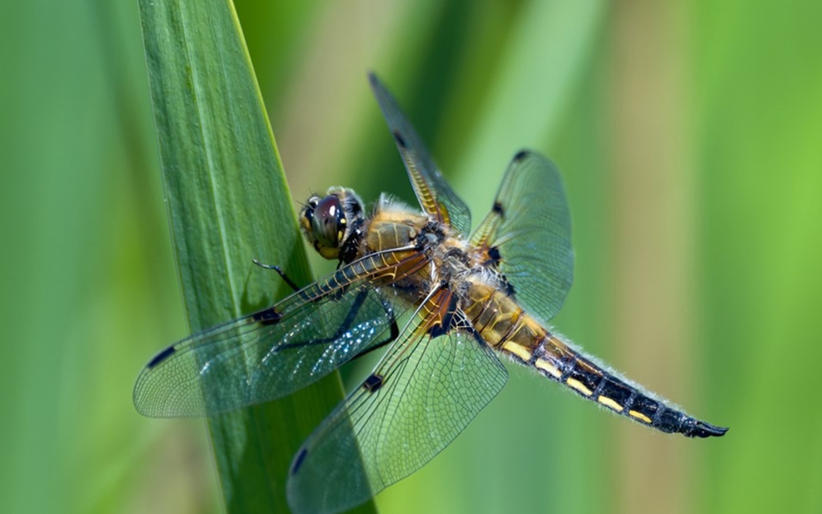 Suivi Temporel des Libellules Maison Paris Nature  Paris