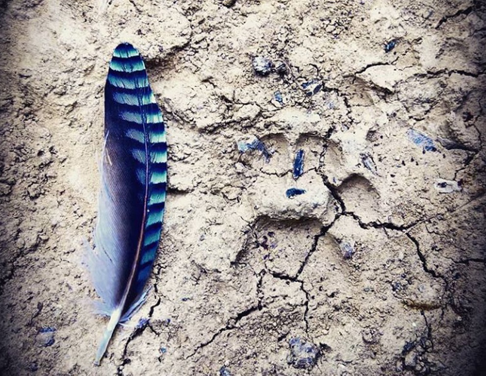 Sur la piste de la vie sauvage Etang des Landes Lussat 2026-10-21