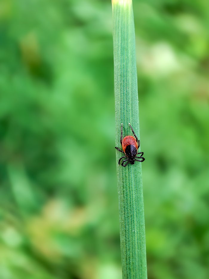 Tiques et Compagnie Parking de la Maison de la Rivière et du Paysage Athis-Val-de-Rouvre
