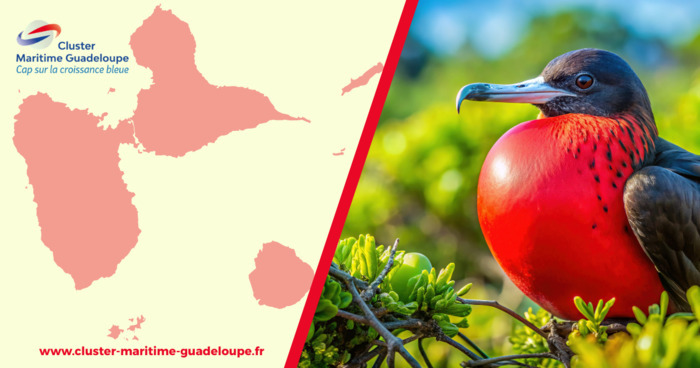 Tourisme bleu et mangrove lycée des droits de l'Homme Petit-Bourg