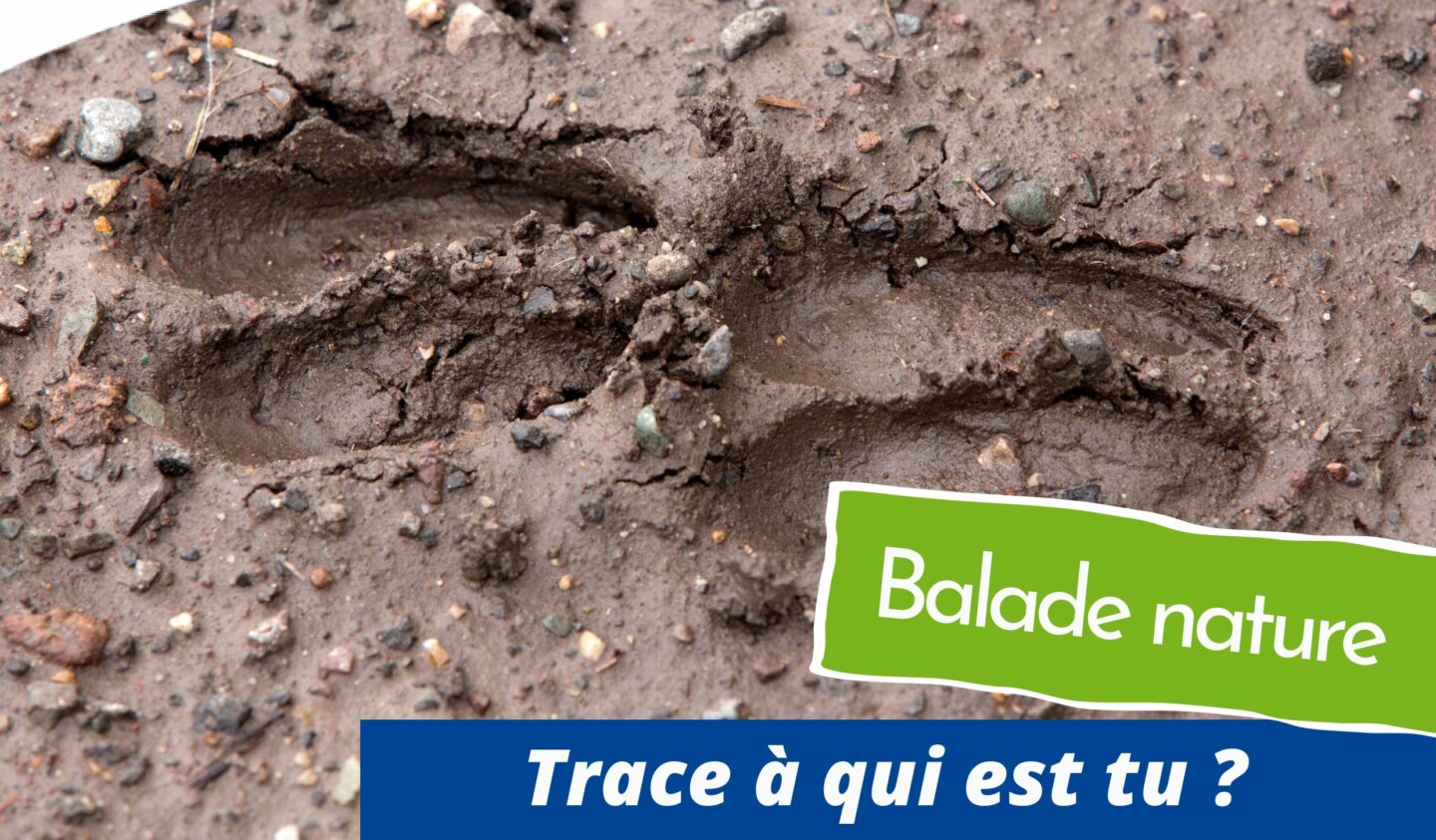 Trace à qui es-tu ?  Lion-en-Sullias 2026-03-21