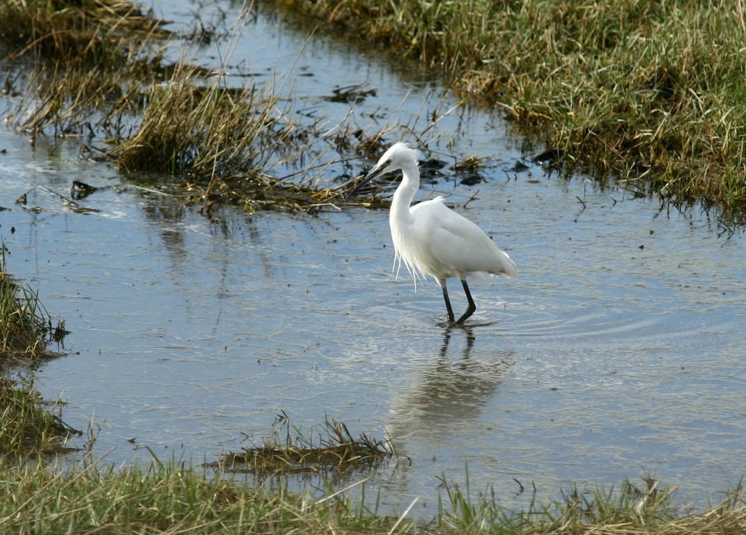 Traversée du havre de Barneville-Carteret Traversée du havre de Barneville-Carteret Barneville-Carteret 2026-07-22