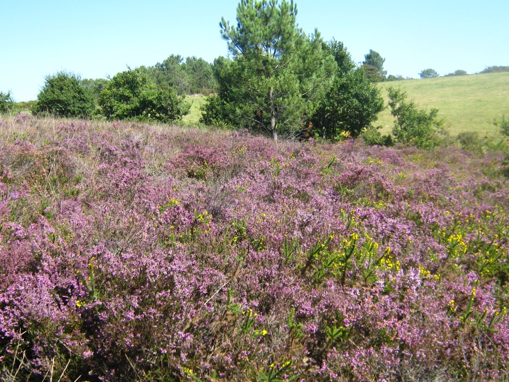 Trésors des landes du Mont Colquin Doville Doville 2026-08-11