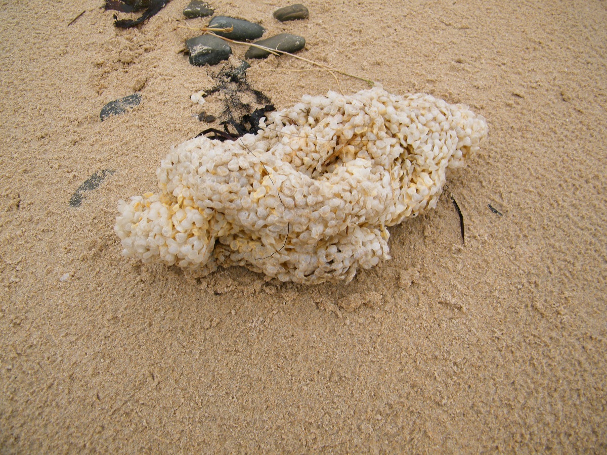 Trésors du haut de plage Trésors du haut de plage Barneville-Carteret 2026-08-10