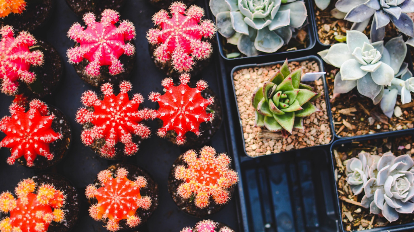 Troc autour du jardin