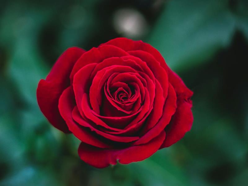 Une Rose un Espoir  Gundershoffen