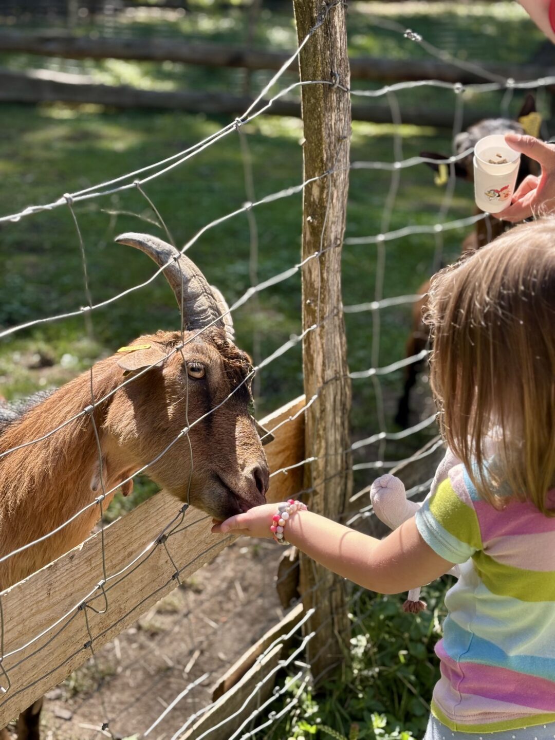 Vacances D'été à Lama Loisirs Champ Paillot Mamirolle 2026-07-04