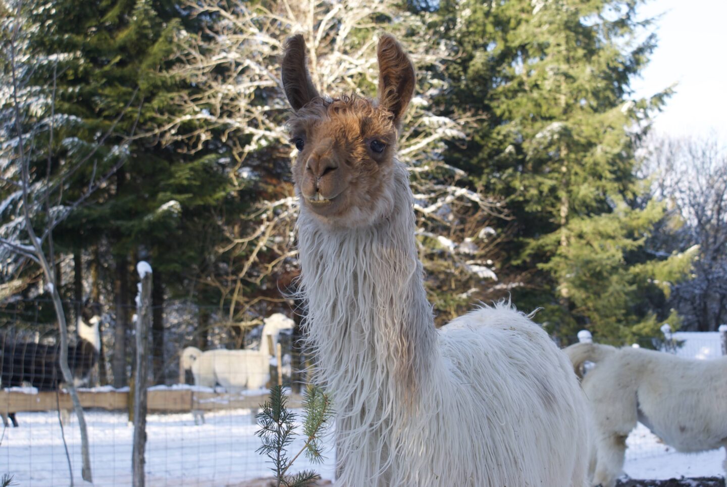 Vacances D’Hiver à Lama Loisirs LAMA LOISIR Mamirolle
