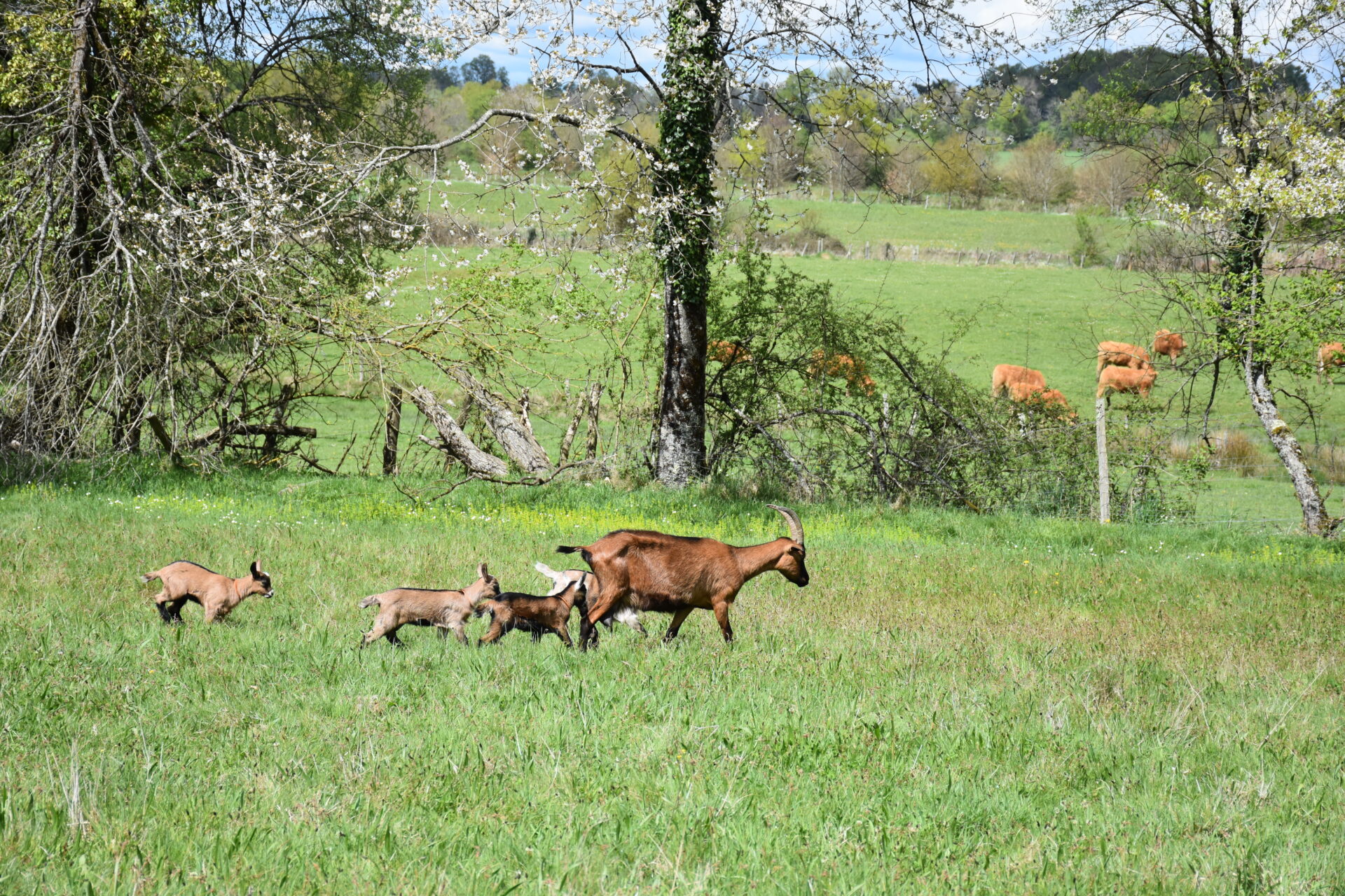 Venez buller avec les chèvres Champsac