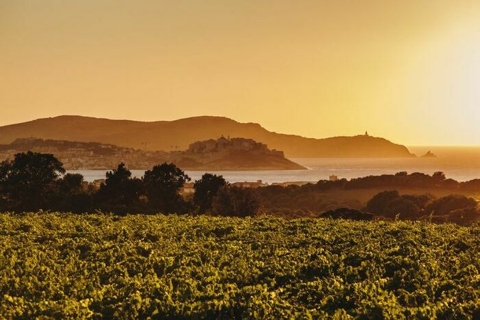 Vins de Corse La Cité du Vin Bordeaux