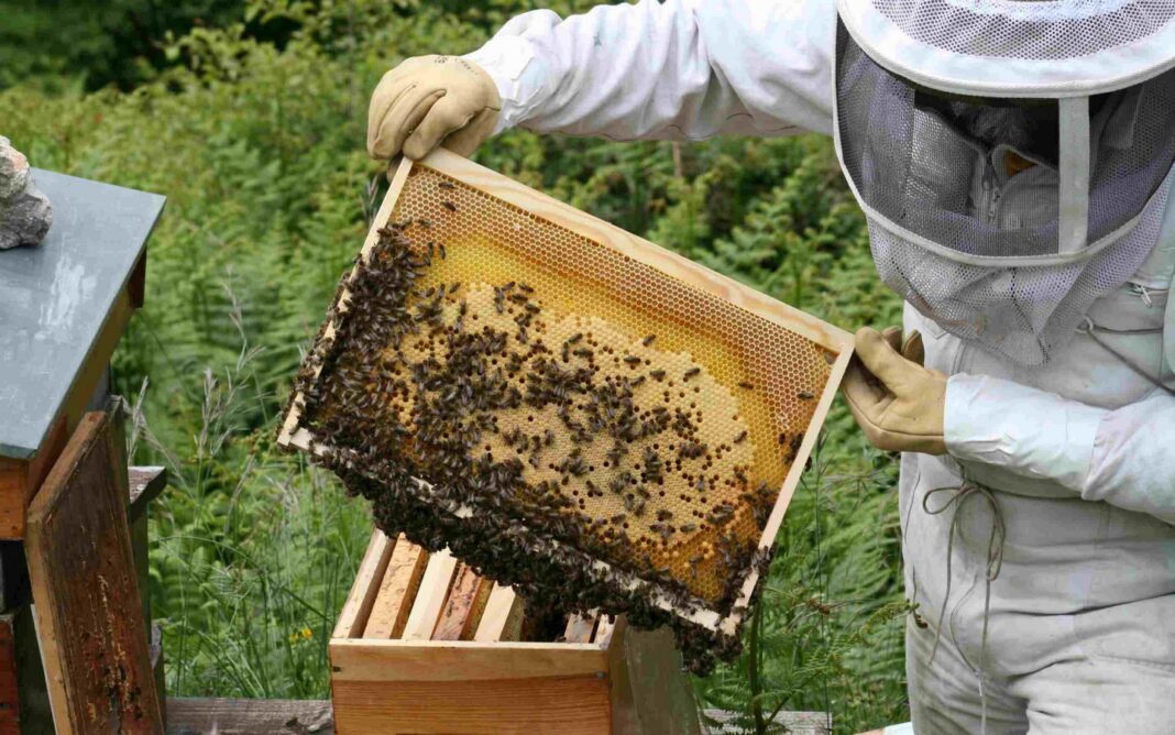 Visite à la Ferme Abeilles et délices Ferme Harizkazuia Cambo-les-Bains