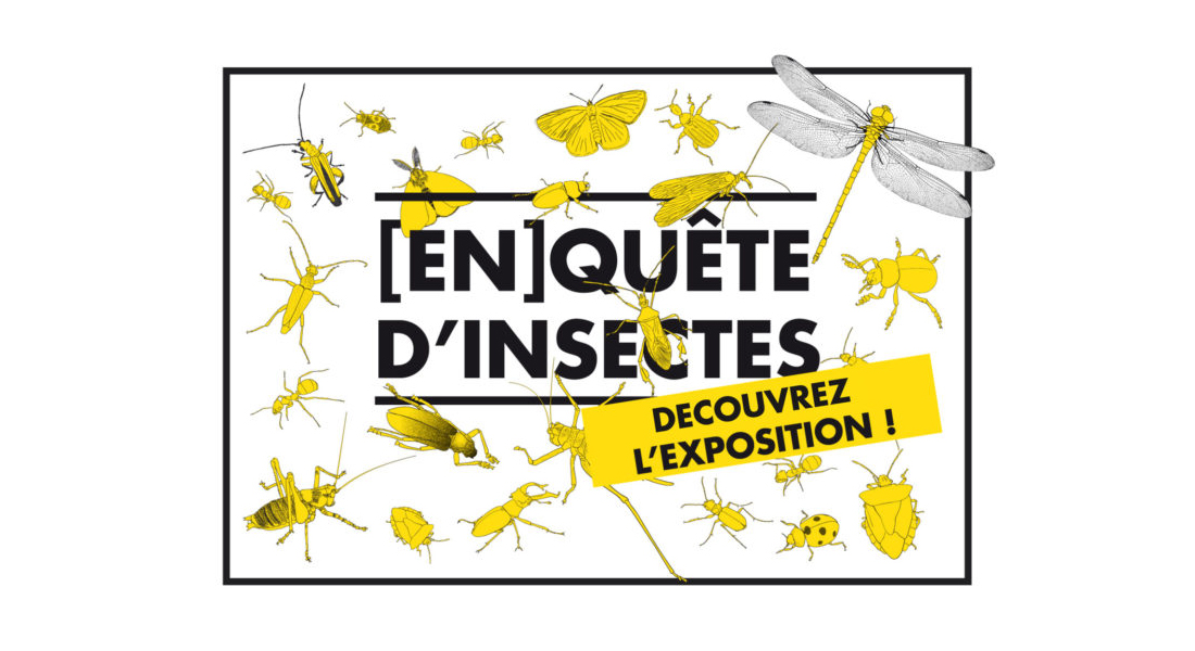 Visite animée de l'exposition En[quête] d’insectes 297 avenue de l'Adour Anglet 2026-05-09