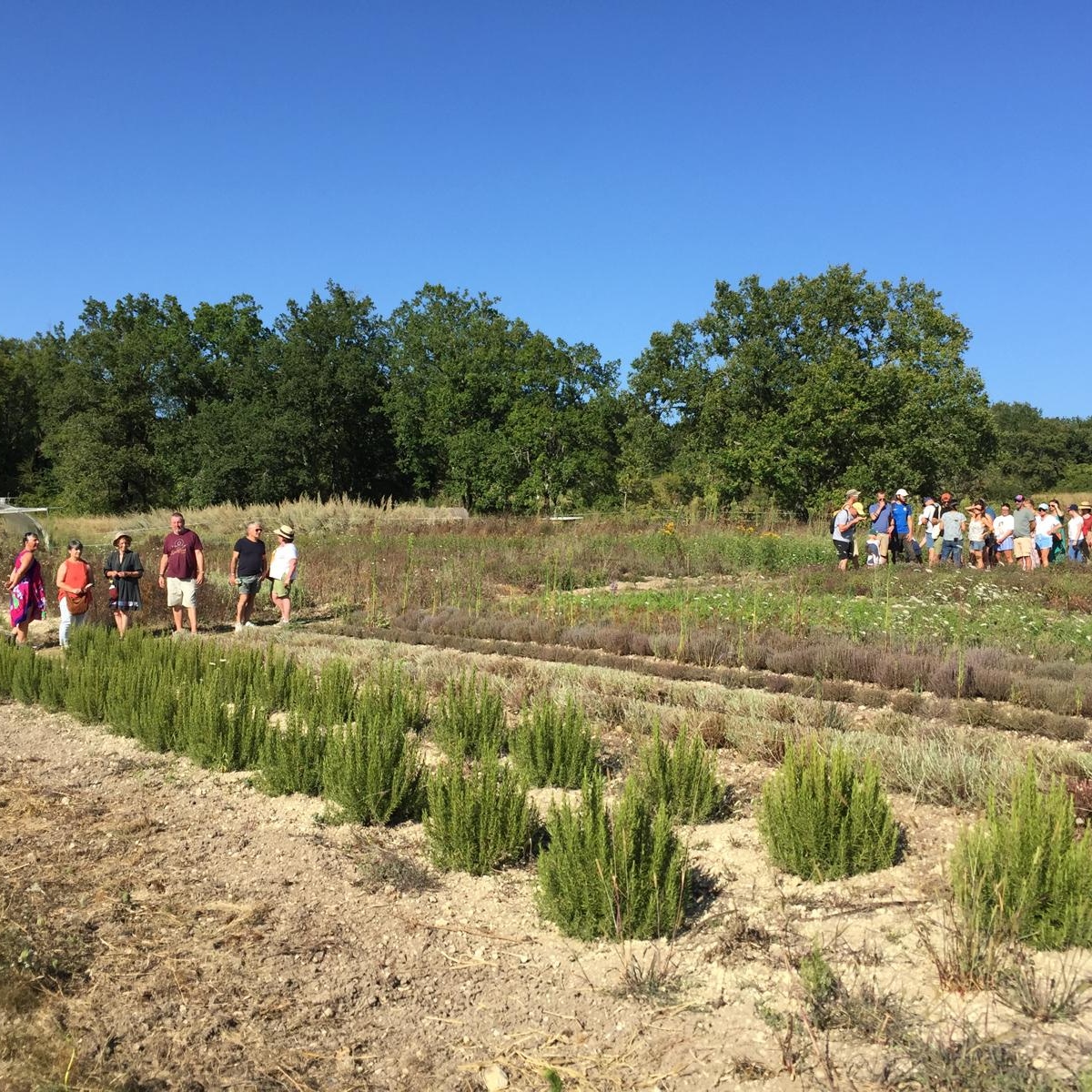 Visite de la ferme bio Néoherba Gaec Néoherba Dévillac