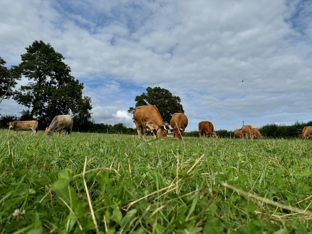 Visite de la ferme La Vallée des Vaches 6 Lieu-dit Le Grand Monteil Magnac-Laval 2026-04-15