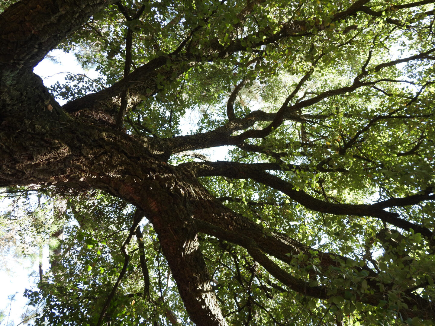 Visite de la forêt dans tous ses états Forêt du Pignada Anglet