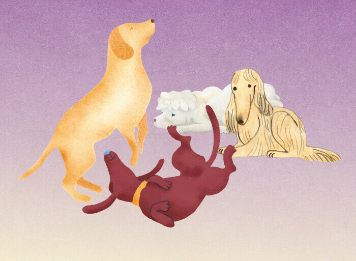 Visite de l'exposition 4 pattes Bibliothèque Bonnefoy Toulouse