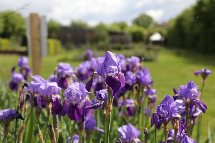 Visite du jardin de Pline l’Ancien Les jardins de Pline l’ancien – Cassinomagus Chassenon Visite du jardin de Pline l'Ancien Les jardins de Pline l'ancien - Cassinomagus Chassenon