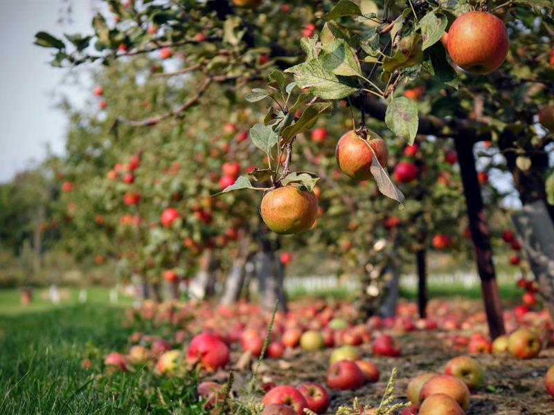 Visite du verger conservatoire de pommes anciennes  Frœschwiller