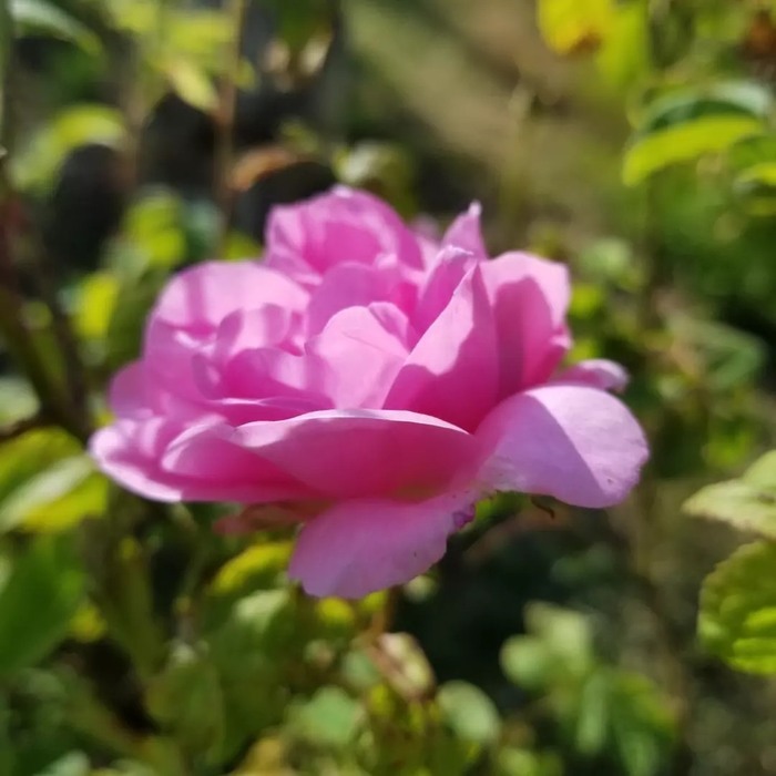 Visite et exposition de la Roseraie d'Ooh! Au coeur des sens Jardin et Roseraie de Ooh! Au coeur des sens Berrien