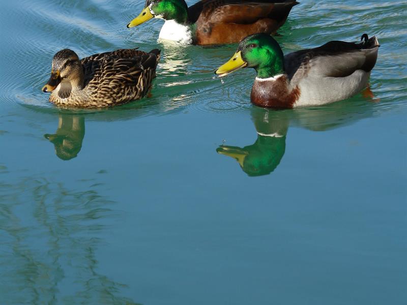 Visite guidée Les animaux dans la ville ! Office de tourisme du Grand Verdun Verdun 2026-05-17
