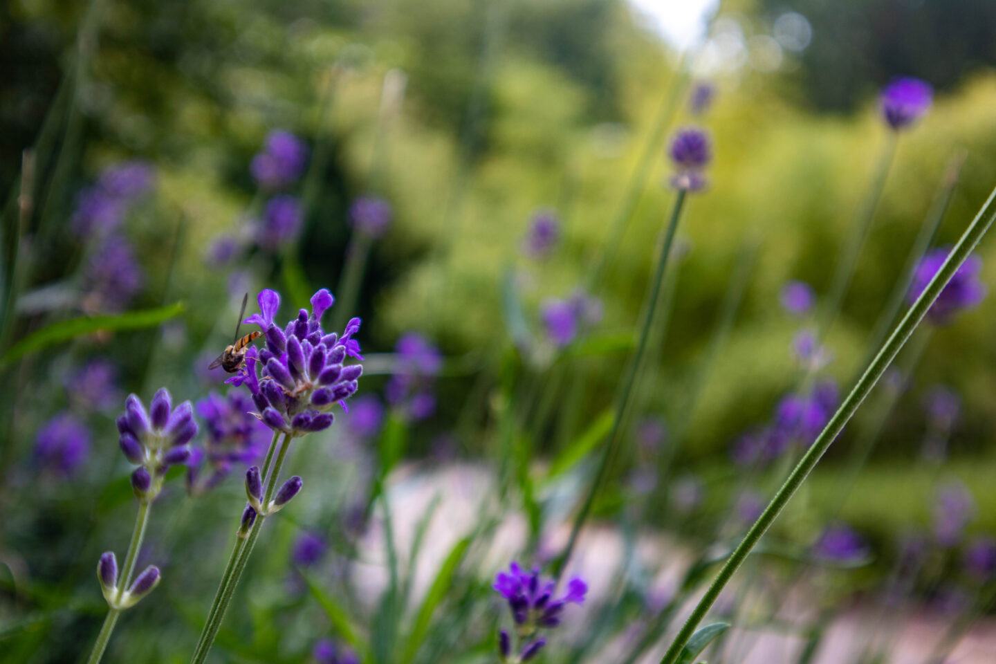 Visite guidée   Les jardins du XIXe siècle  Troyes La Champagne Tourisme Troyes 2026-06-06