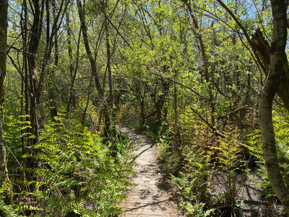 Visite guidée Sur les traces du blaireau ! Réserve Naturelle de l&rsquo;Etang Noir Seignosse