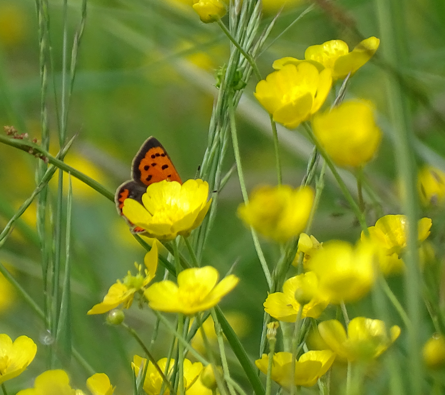 Visite Les papillons du bocage Noirlac Bruère-Allichamps 2026-05-25
