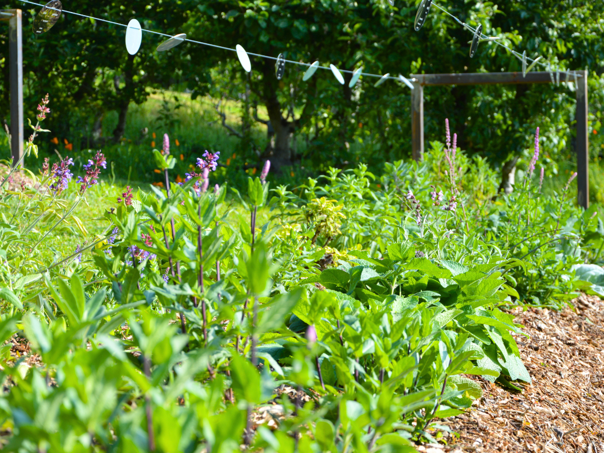Visite libre du Jardin des Sens Rendez-vous aux Jardins