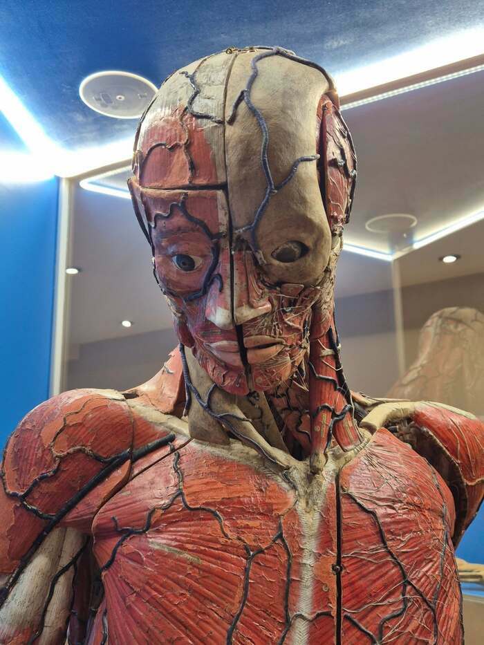 Visite libre du musée Musée de l'Écorché d'Anatomie du Neubourg Le Neubourg