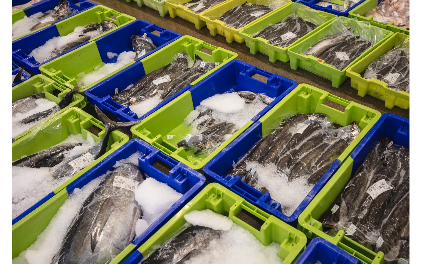 Visite Pays d’art et d’histoire Le port de pêche et sa criée  Saint-Jean-de-Luz 2026-04-16