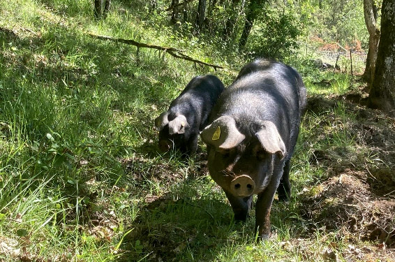 Visite truffes et porcs noirs la massinie Issac 2026-04-29