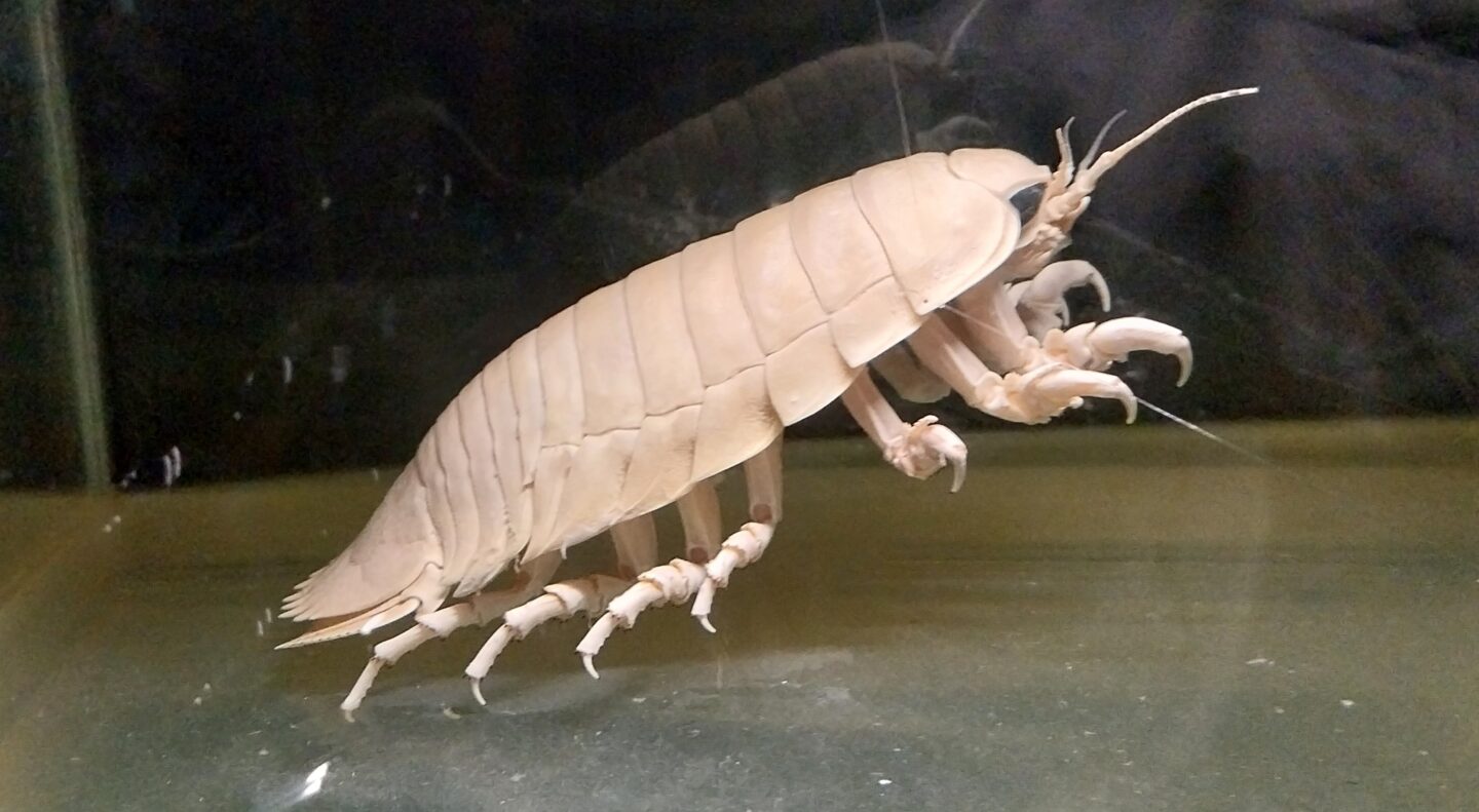 Spécimens issus de la collection de l’association BLOOM dans l’exposition Voir la mer